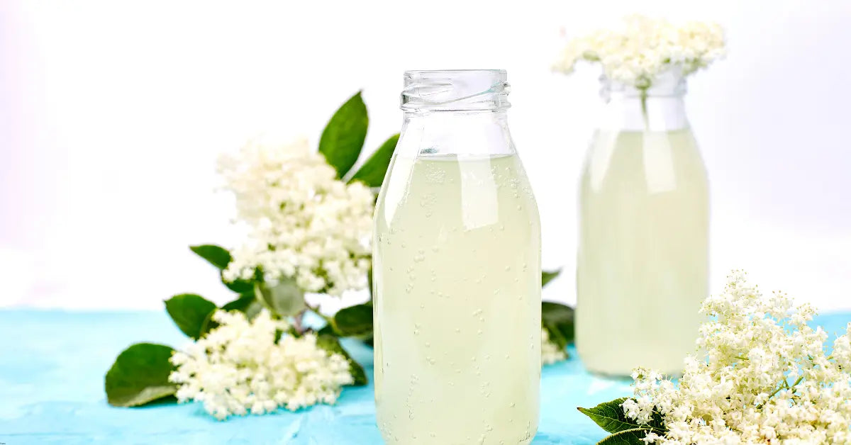 Elderflower mocktail in glass bottles surrounded by fresh elderflowers & green leaves on a bright blue surface
